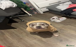 American Bully dogs for sale: Pocket bully - Image 3