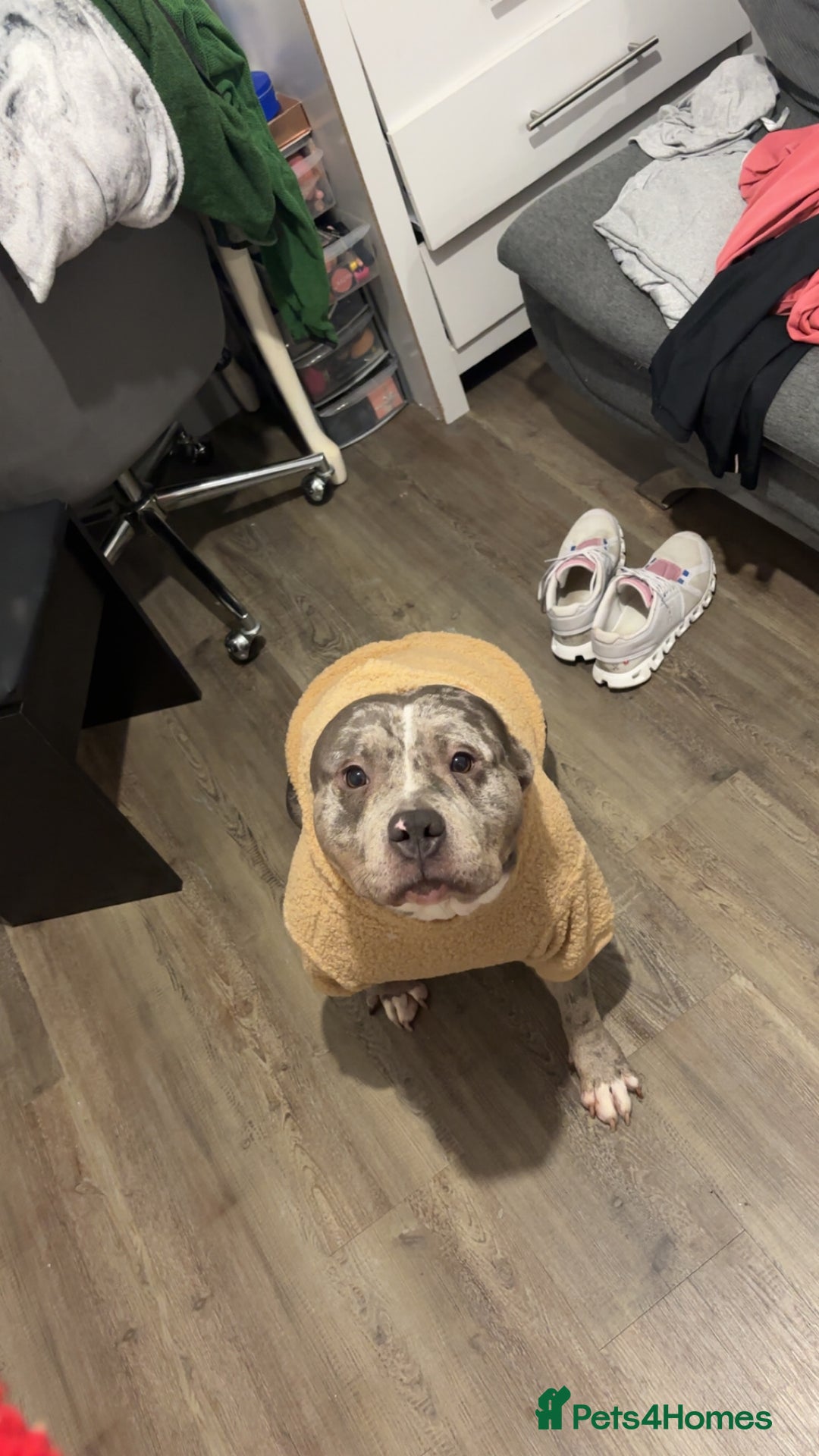 American Bully dogs for sale: Pocket bully - Image 3