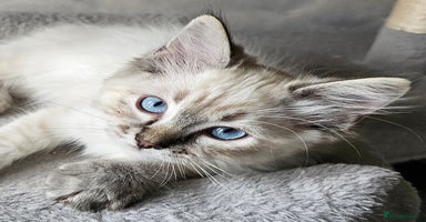 Ragdoll cats - Advert 13
