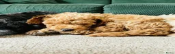 Cockapoo dogs for sale: F1B Toy Cockapoos - Advert 6