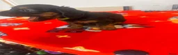 Doxiepoo dogs for sale: Doxiepoo puppy’s  - Advert 17