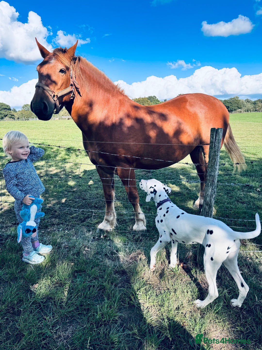 Dalmatian dogs for sale: KC Female Dalmatian  - Advert 2