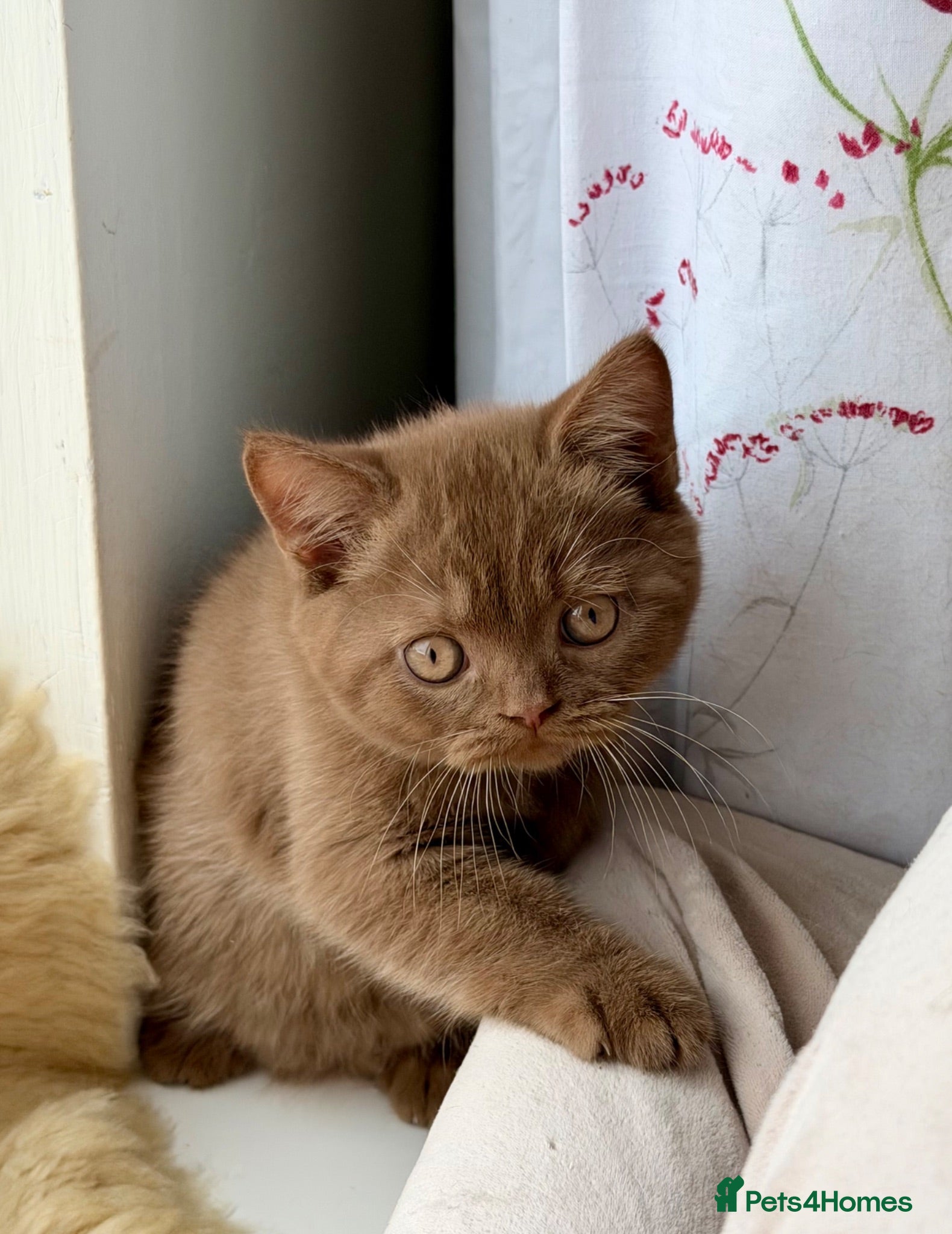 British Shorthair cats Beautiful pedigree kittens TICA registered  - Advert 3