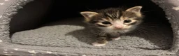 Mixed Breed cats for sale: Grey tabbies for sale - Advert 6