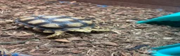 Tortoise reptiles for sale: Sulcata Tortoise  in Lanark - Advert 5