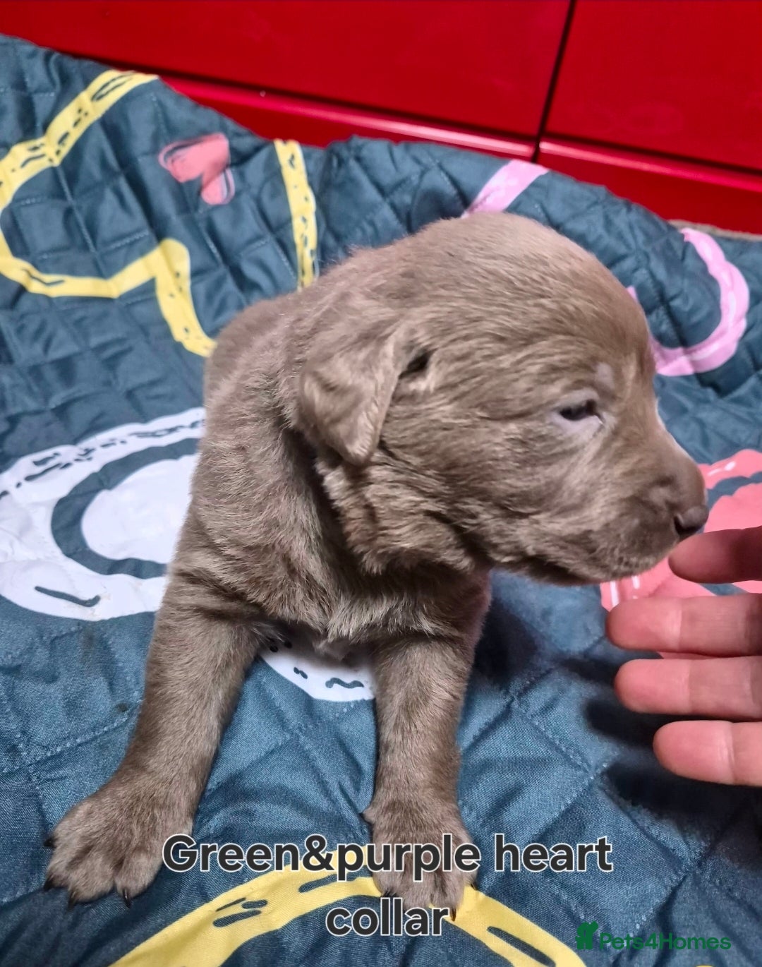 Labrador Retriever dogs for sale: 💎 Stunning Litter of 8 Silver Labradors 💎 - Advert 2