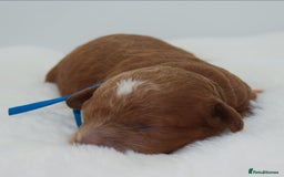 Cavapoo dogs for sale: Extensively health tested F1b curly Cavapoos  - Image 32