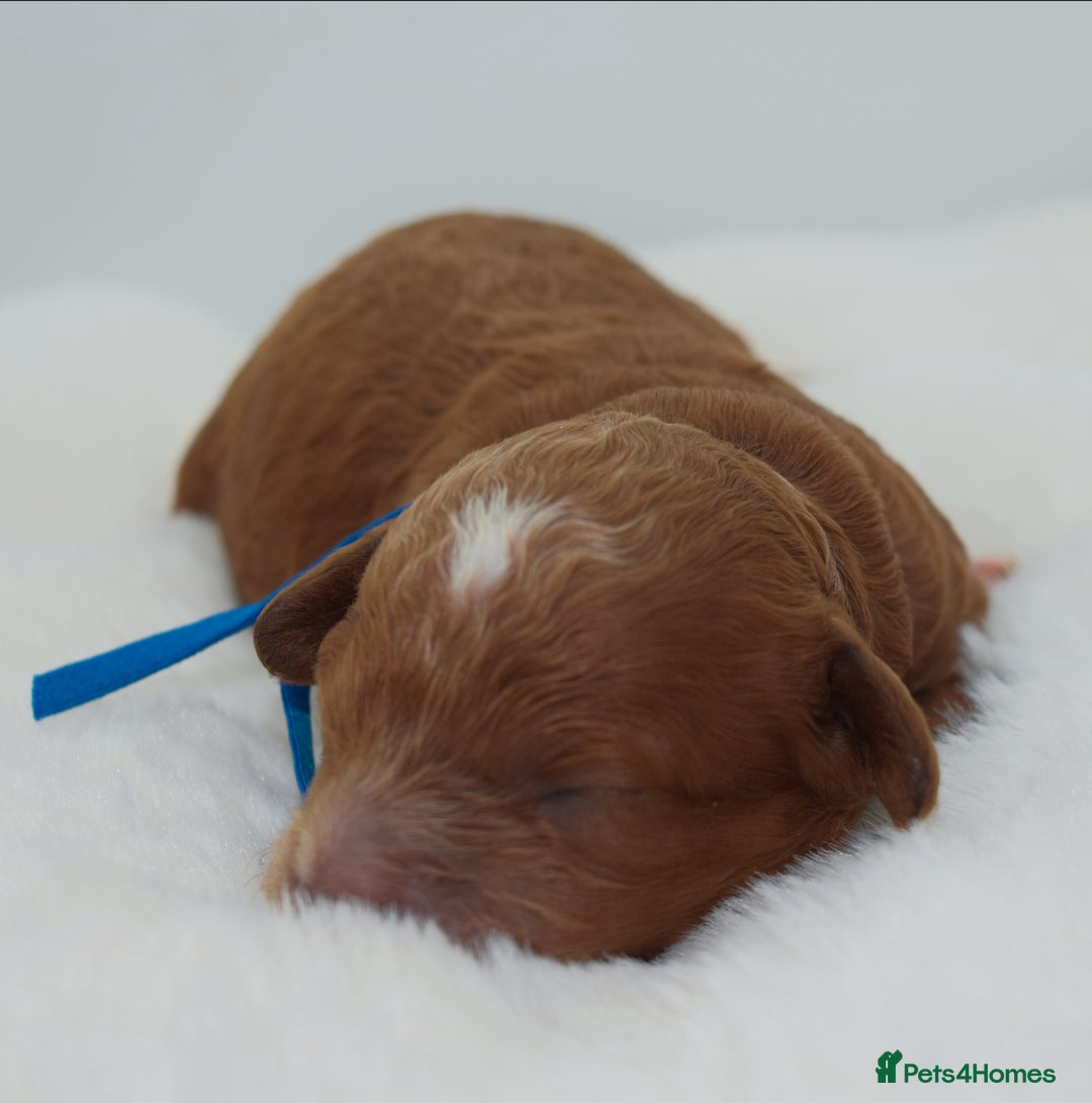 Cavapoo dogs for sale: Extensively health tested F1b curly Cavapoos  - Image 32