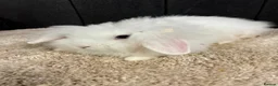 Mini Lop rabbits for sale: Stunning bunnies  - Advert 17