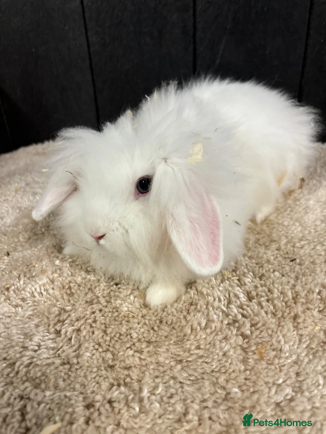 Mini Lop rabbits for sale: Stunning bunnies  - Advert 2