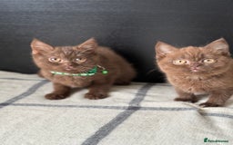 Brazilian Shorthair cats for sale: GCCF Reg British Shorthair Kittens (Males) - Image 10