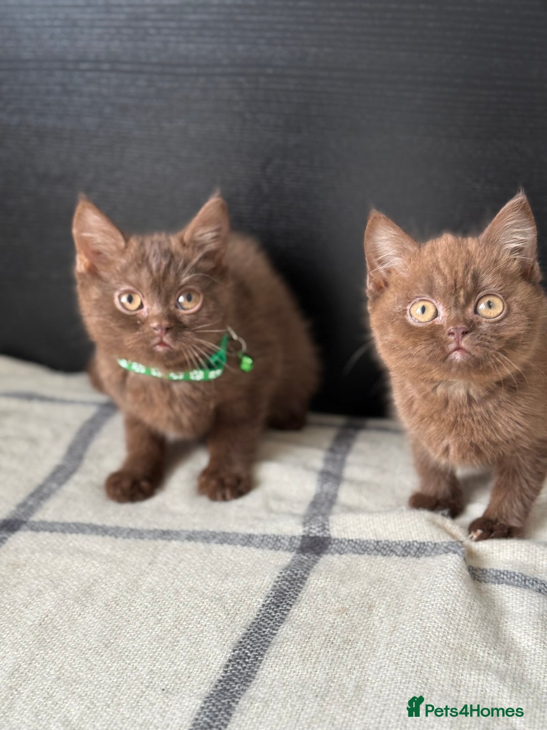Brazilian Shorthair cats for sale: GCCF Reg British Shorthair Kittens (Males) - Image 10