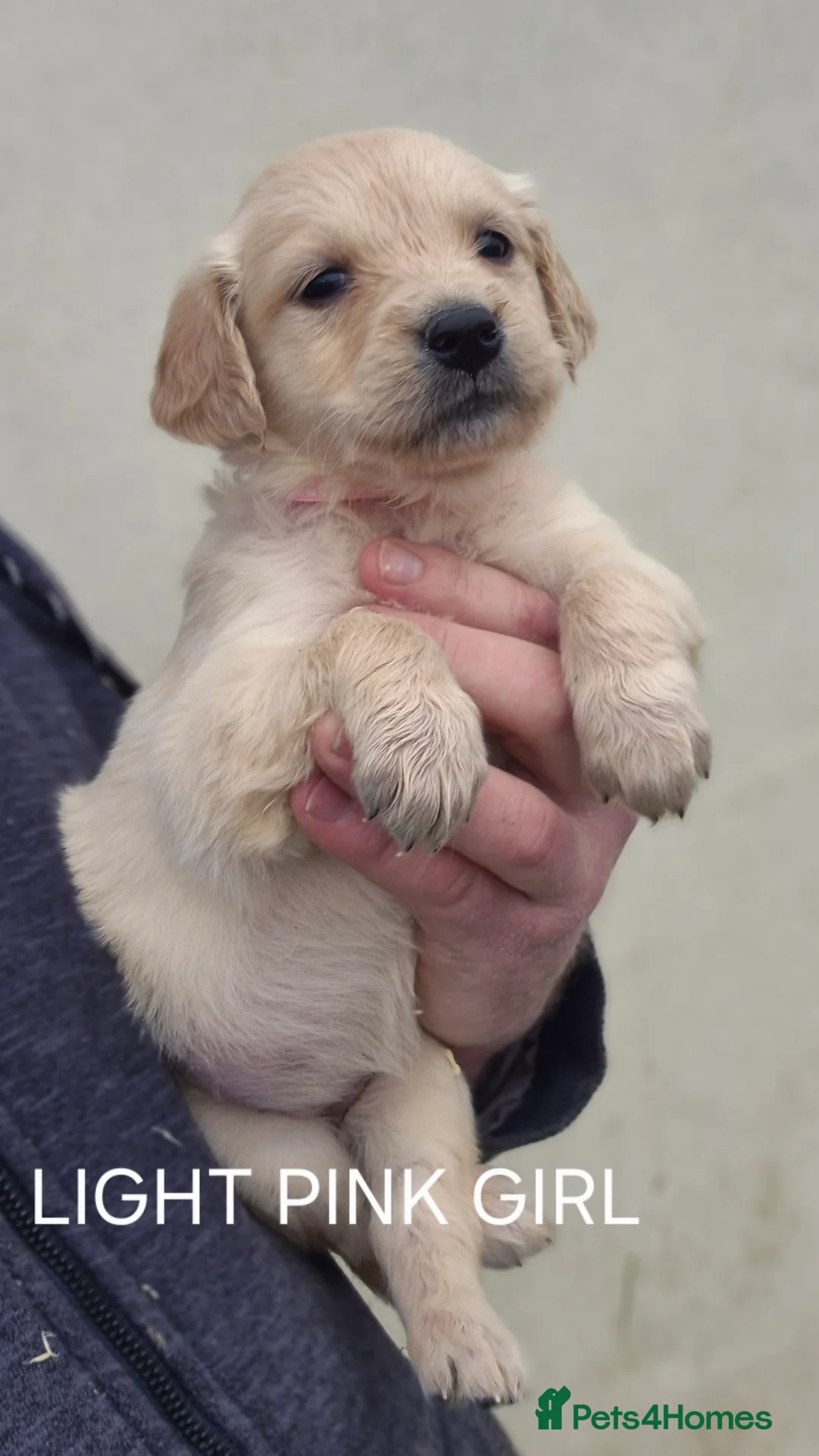 Golden Retriever dogs for sale: KC GOLDEN RETRIEVER PUPPIES HEALTH SCORED PARENTS  - Advert 10