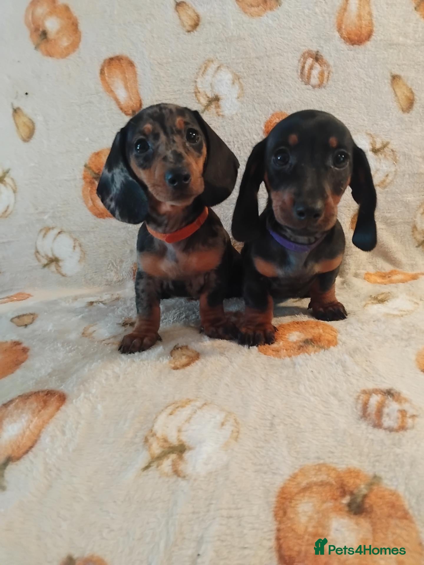 Miniature Dachshund dogs for sale: Miniat Dachshund puppy READY TO LEAVE  - Advert 12