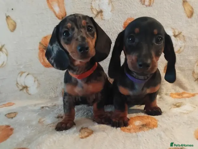 Miniature Dachshund dogs for sale: Miniat Dachshund puppy READY TO LEAVE - Advert 12