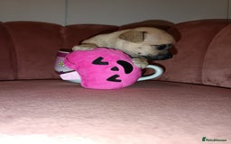 Chihuahua dogs for sale: Chihuahua girls 🩷🩷🩷 - Advert 13