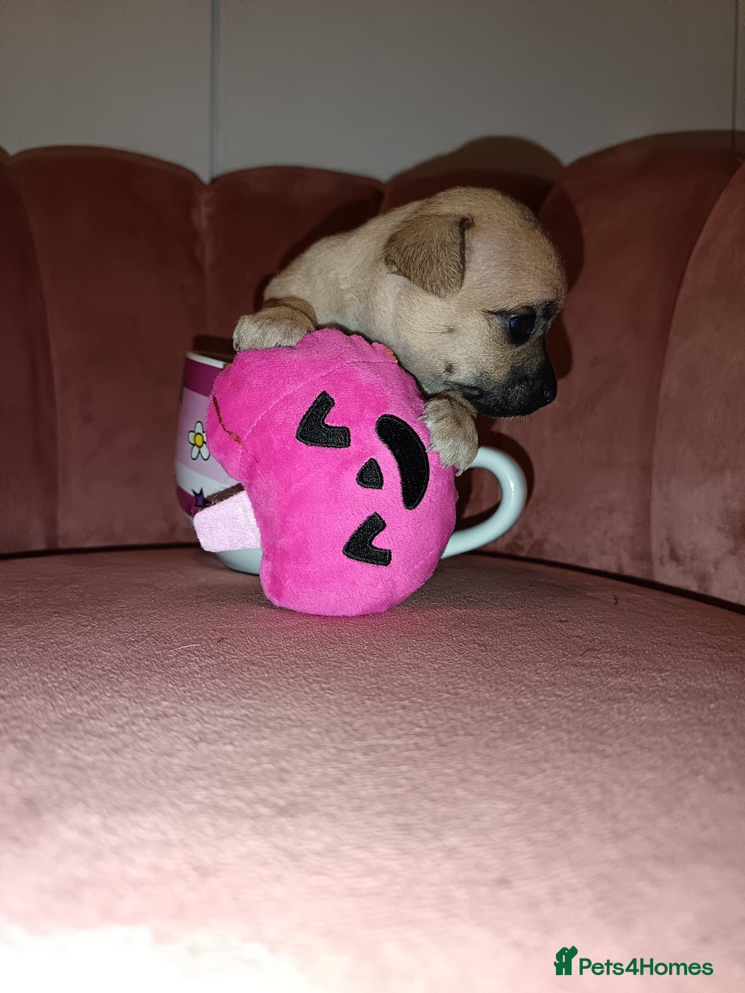 Chihuahua dogs for sale: Chihuahua girls 🩷🩷🩷 - Advert 13