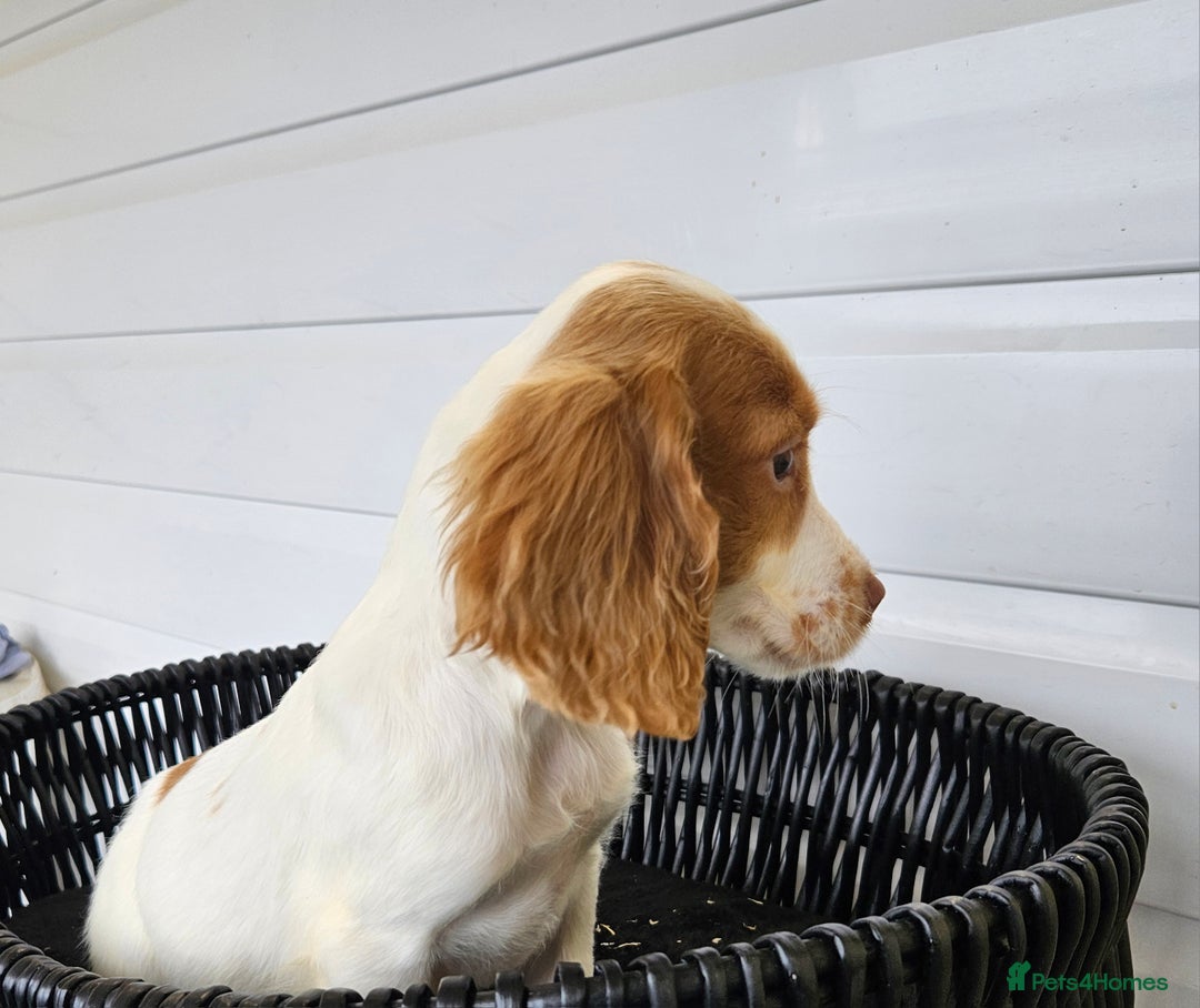 Cocker Spaniel dogs for sale: Working type rare marking cocker spaniels - Advert 20