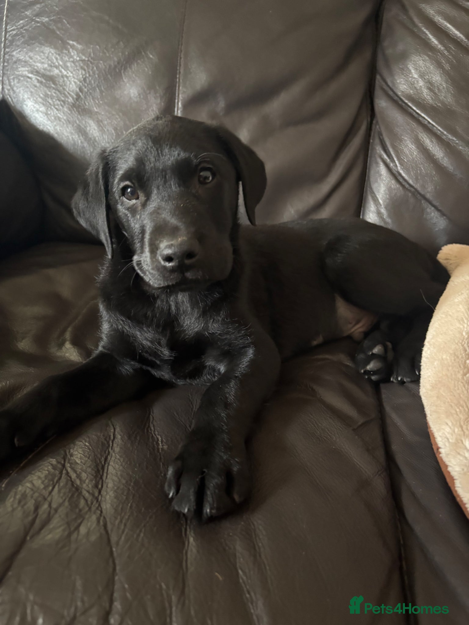 Labrador Retriever dogs ONE LEFT READY TO GO - Labrador puppy - Advert 12