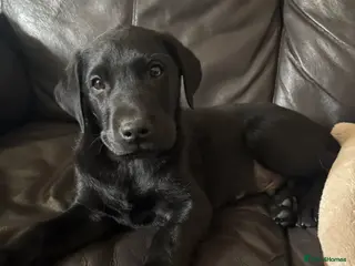 Labrador Retriever dogs ONE LEFT READY TO GO - Labrador puppy - Advert 12