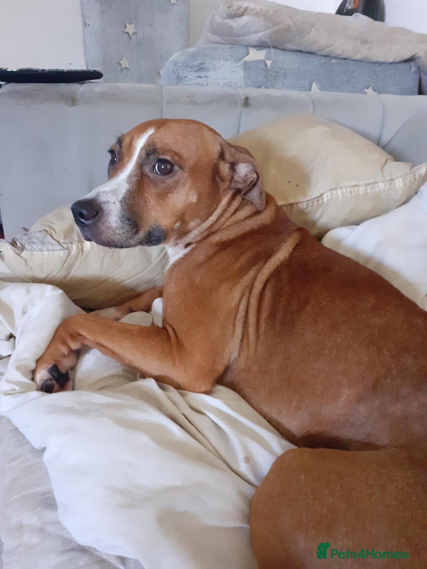 Staffordshire Bull Terrier dogs Female staffy cross - Advert 2