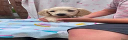 Miniature Dachshund dogs for sale: Longhair cream mini dachshund puppys - Advert 10