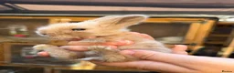 Angora rabbits for sale: Angora - Advert 9