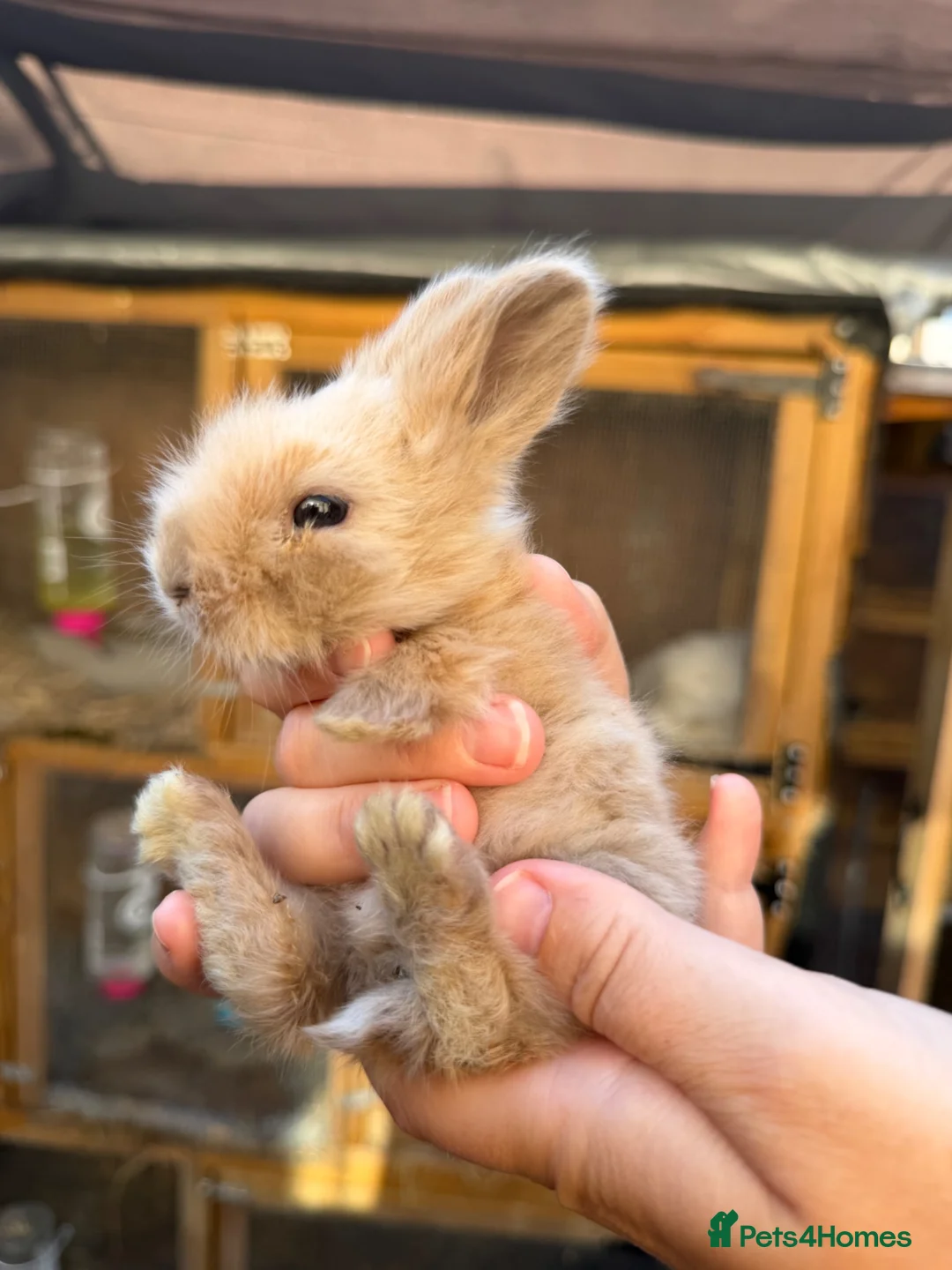 Angora rabbits for sale: Angora - Advert 9