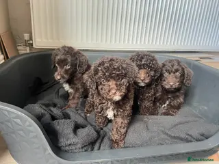 Labradoodle dogs Chocolate miniature labradoodle puppies - Advert 10