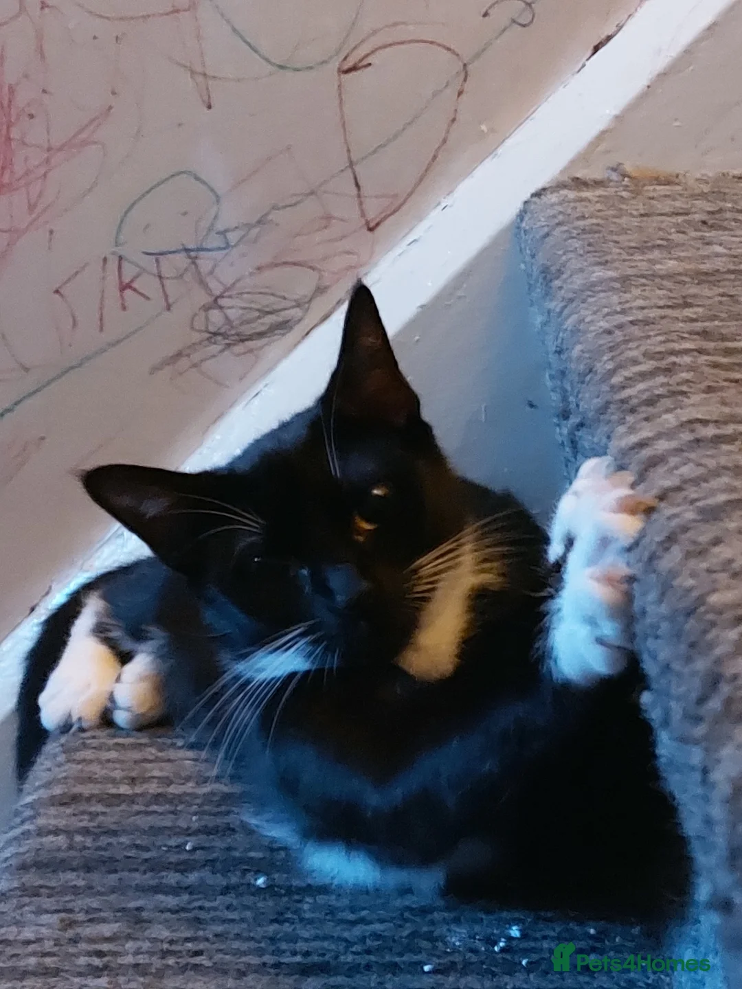 Mixed Breed cats for sale: Her name is Wednesday my sister chose it - Advert 5
