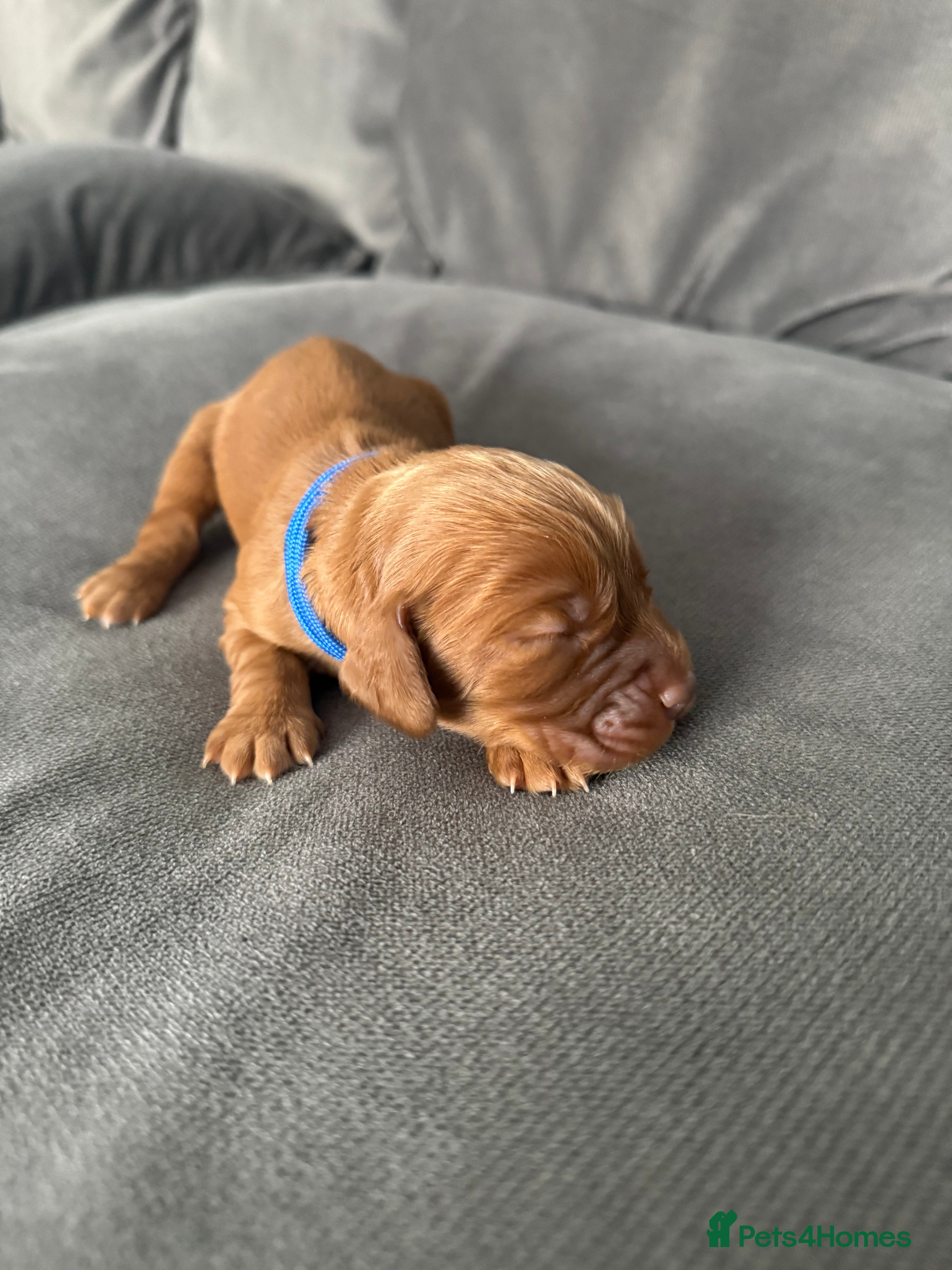 Cocker Spaniel dogs Red KC Registered Working Cocker Spaniel - Advert 2
