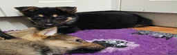 German Shepherd dogs for sale: KC Registered & Health Tested Working Line Puppies - Advert 20