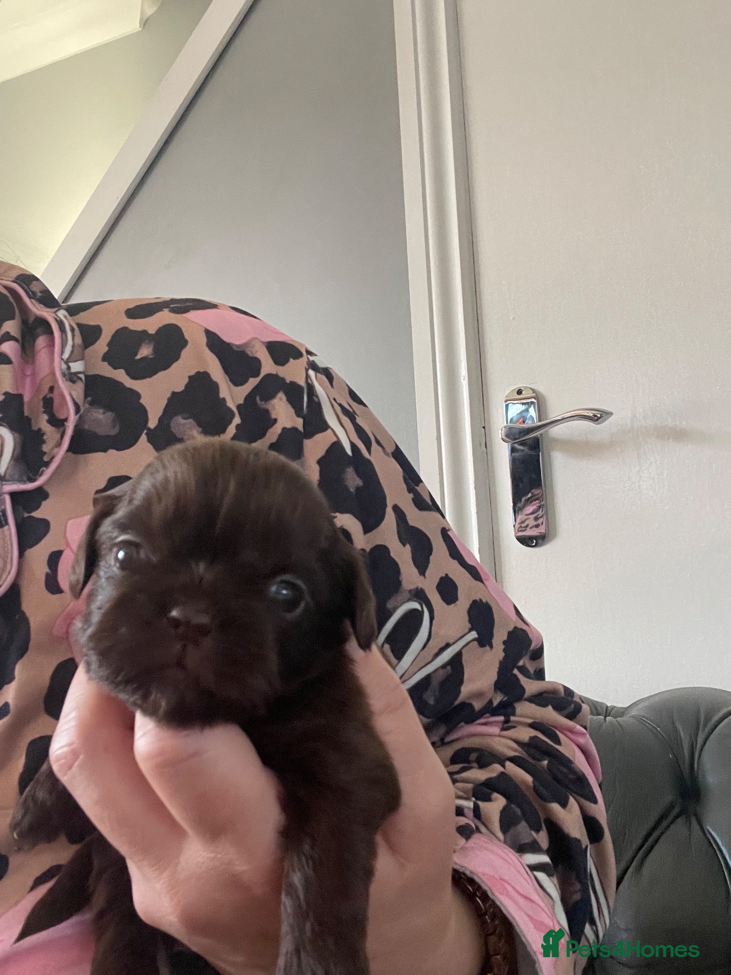 Shih Tzu dogs Imperial shih tzu puppies  - Advert 10