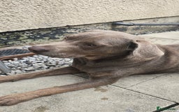 Mixed Breed dogs for sale: Luna she is 10 months old  - Image 1