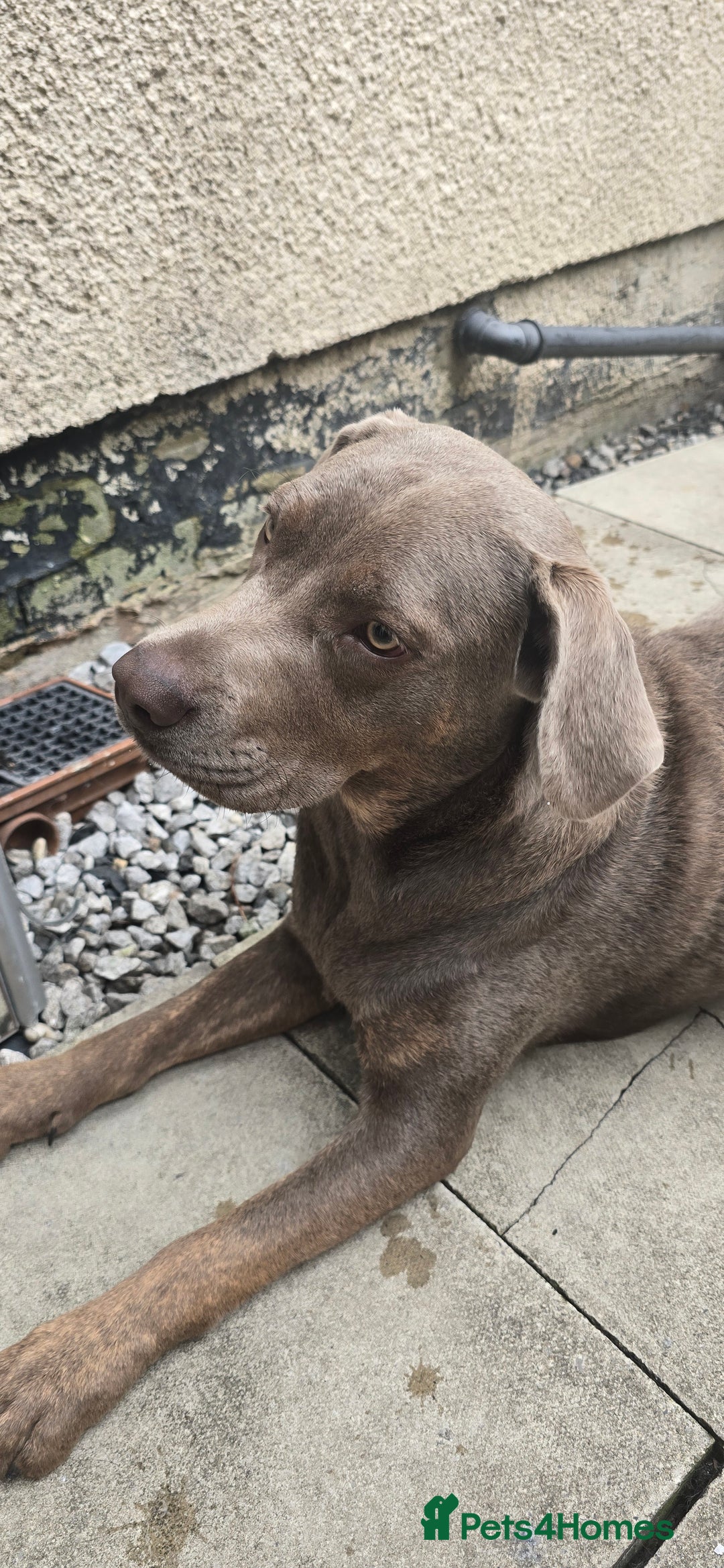 Mixed Breed dogs for sale: Luna she is 10 months old  - Image 1