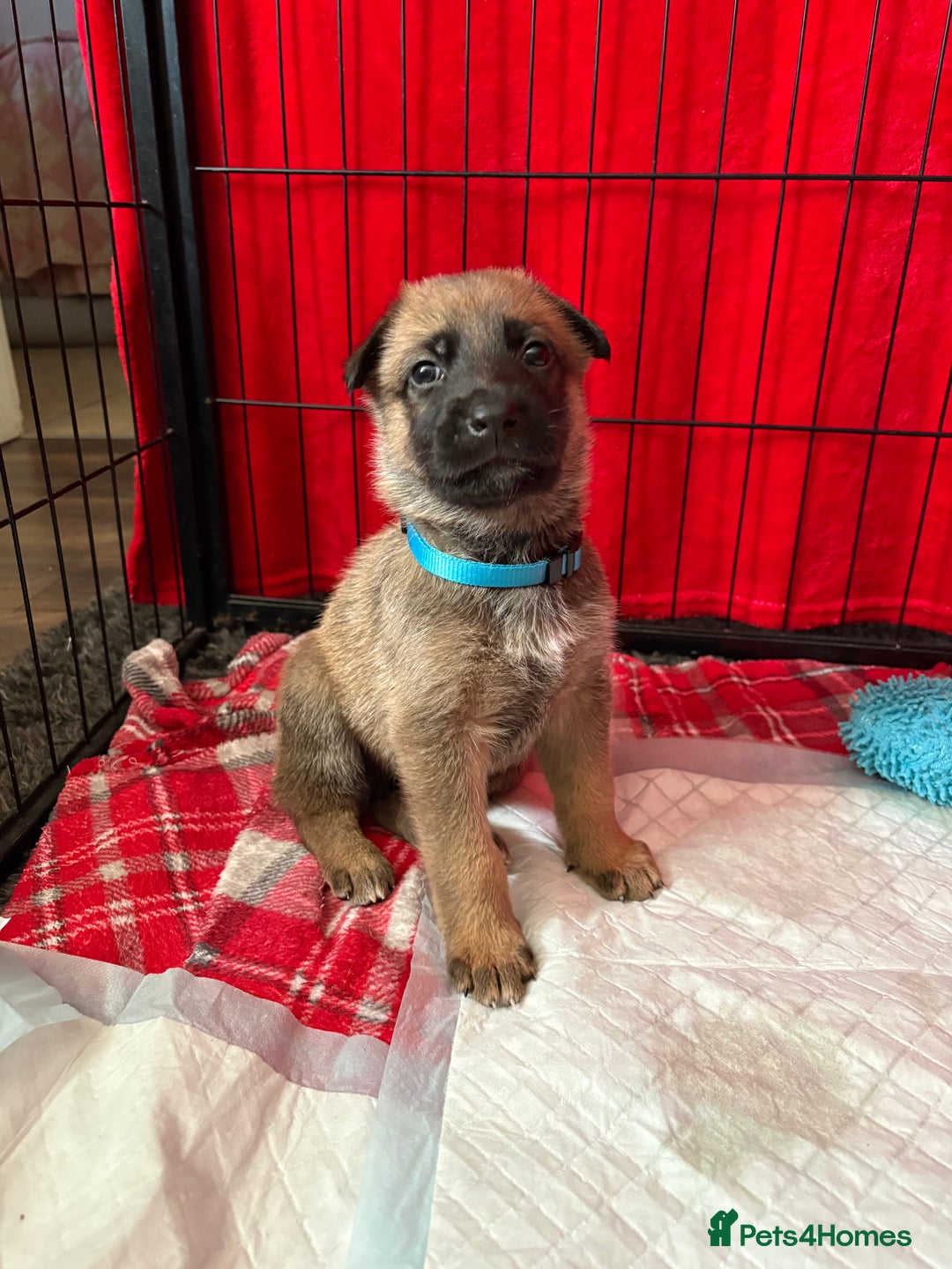 Mixed Breed dogs for sale: Belgian malinois x German Shepherd puppies  - Advert 15