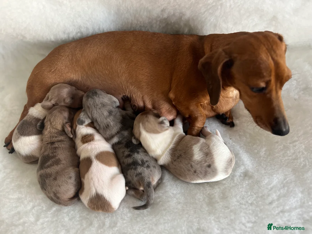 Miniature Dachshund dogs for stud: Tiny Piebald Stud with Free Ovulation Testing  in Stockton-on-Tees - Advert 15