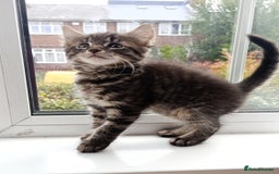 Mixed Breed cats for sale: Maine Coon and Bengal mixed breed kittens  - Image 1