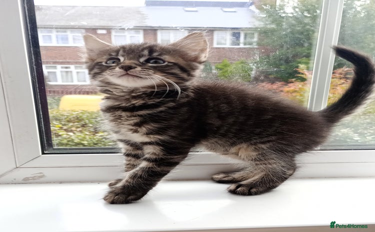 Mixed Breed cats - Advert 15