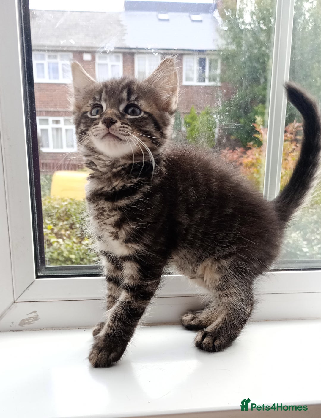 Mixed Breed cats for sale: Maine Coon and Bengal mixed breed kittens  - Image 1