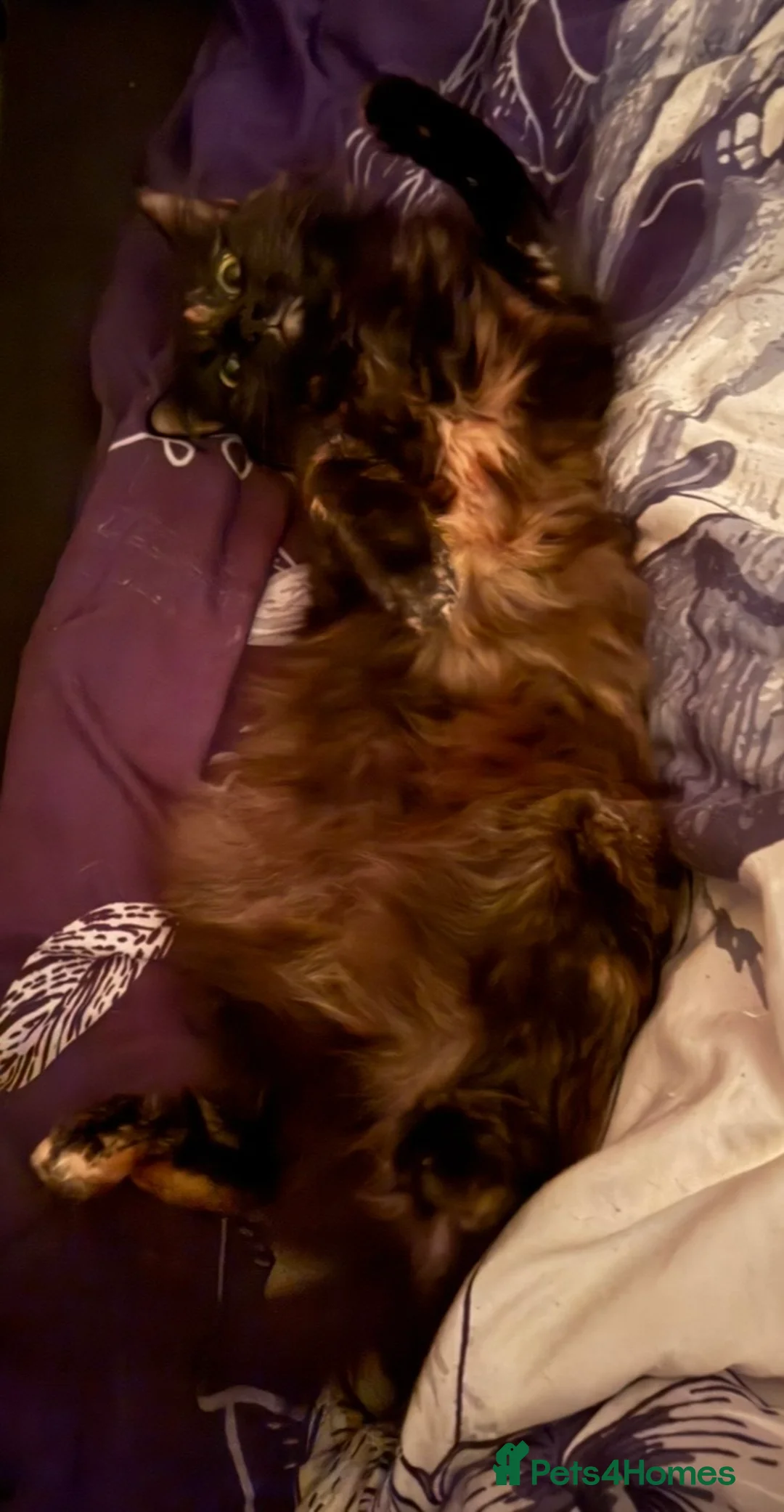 Domestic Shorthair cats for sale: 2 female tortoiseshell cats  in Blandford Forum - Advert 8