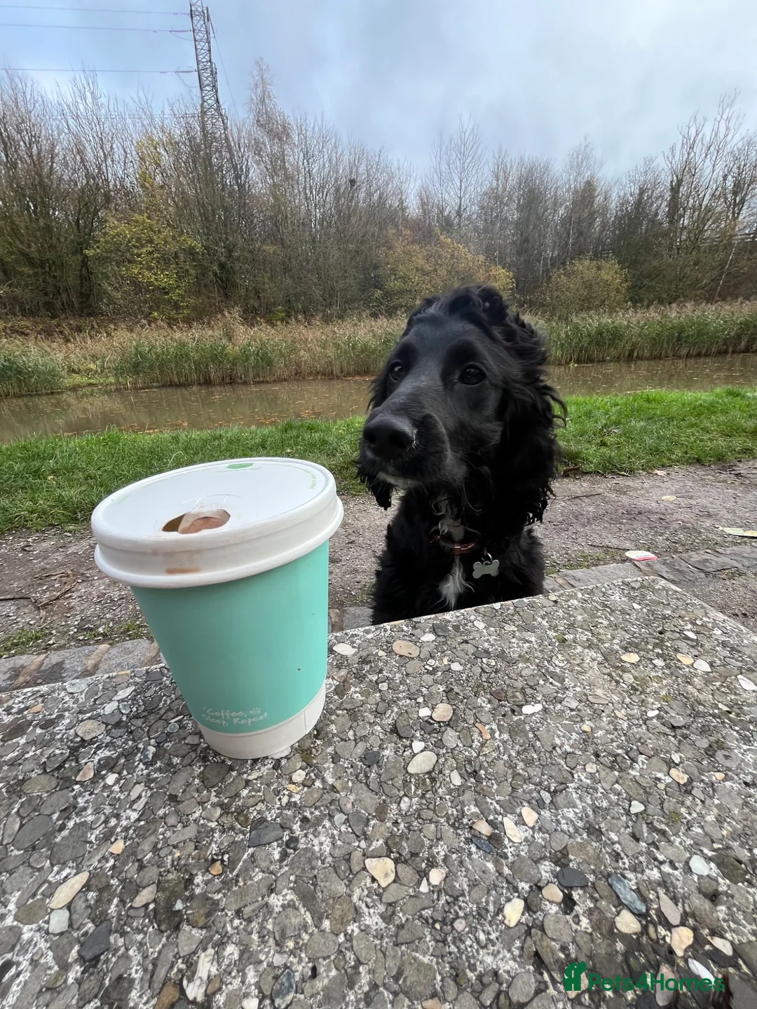 Cocker Spaniel dogs for stud: Cockapoo Stud in Runcorn - Advert 1