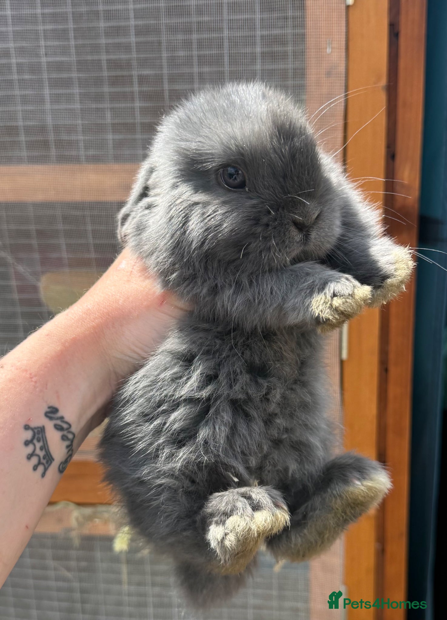 Mini Lop rabbits READY TO LEAVE 1 x blue pure mini lop doe  - Advert 5