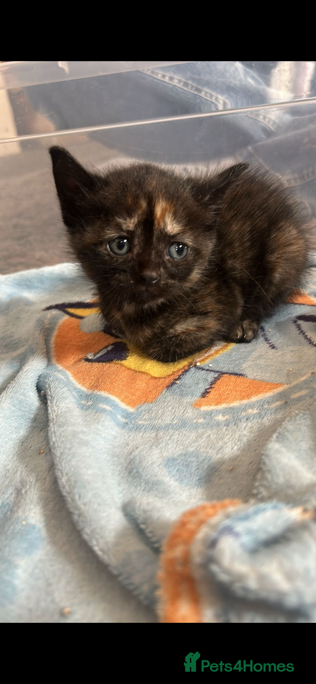 Mixed Breed cats for sale: Female British Shorthair X Kitten  - Image 1