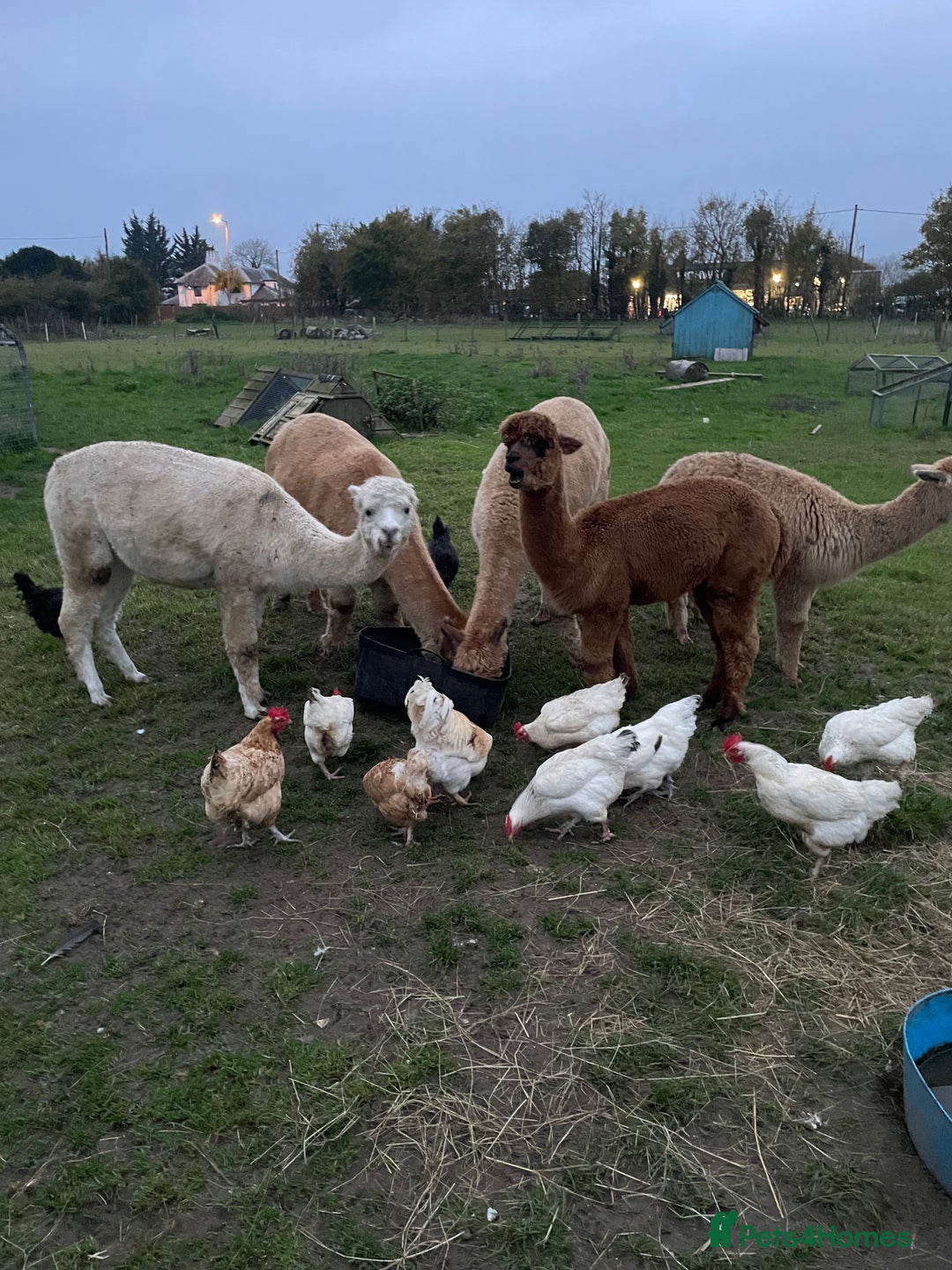 Alpaca livestock for sale: Handsome George  - Advert 1