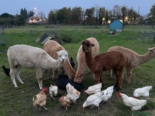 Alpaca livestock Handsome George - Advert 3