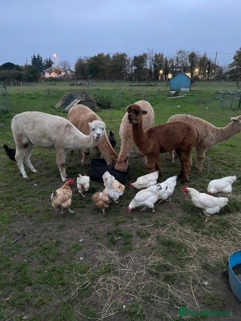 Alpaca livestock Handsome George - Advert 1