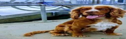 Cocker Spaniel dogs for stud: Bright handsome clever and loyal - Advert 2