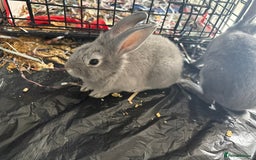 English Lop rabbits for sale: 2 baby bunnies  - Image 10