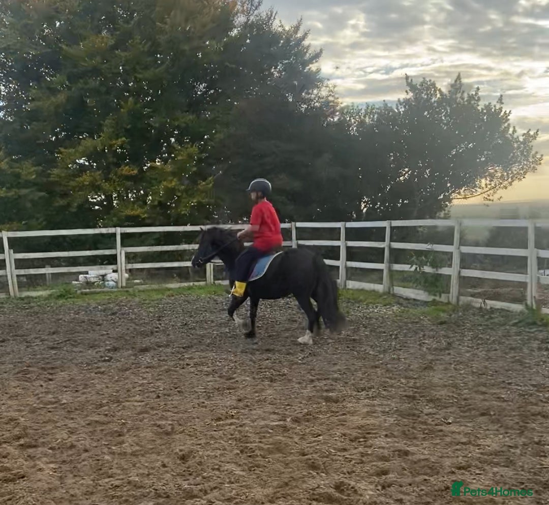 Welsh Section A horses for sale: Super child’s pony  - Image 7